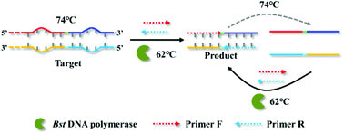 Graphical abstract: Rapid DNA detection and one-step RNA detection catalyzed by Bst DNA polymerase and narrow-thermal-cycling