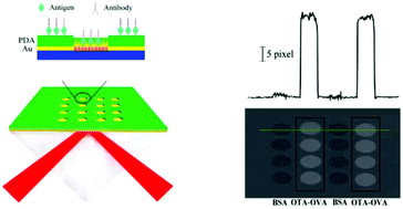 Graphical abstract: A microwell array structured surface plasmon resonance imaging gold chip for high-performance label-free immunoassay