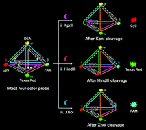 Graphical abstract: A multifunctional DNA nanostructure based on multicolor FRET for nuclease activity assay