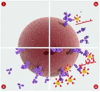 Graphical abstract: A SERS-based competitive immunoassay for highly sensitive and specific detection of ochratoxin A