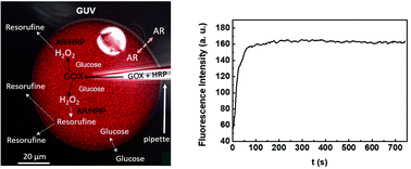 Graphical abstract: Dynamic monitoring of a bi-enzymatic reaction at a single biomimetic giant vesicle