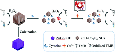 Graphical abstract: MOF-derived porous ZnO-Co3O4 nanocages as peroxidase mimics for colorimetric detection of copper(ii) ions in serum