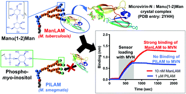 Graphical abstract: The cyanobacterial lectin, microvirin-N, enhances the specificity and sensitivity of lipoarabinomannan-based TB diagnostic tests