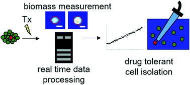 Graphical abstract: Single cell biomass tracking allows identification and isolation of rare targeted therapy-resistant DLBCL cells within a mixed population