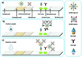 Graphical abstract: Upconverting nanoparticle clustering based rapid quantitative detection of tetrahydrocannabinol (THC) on lateral-flow immunoassay