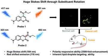 Graphical abstract: Engineering a lipid droplet targeting fluorescent probe with a large Stokes shift through ester substituent rotation for in vivo tumor imaging