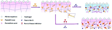 Graphical abstract: A two-dimensional photonic crystal hydrogel biosensor for colorimetric detection of penicillin G and penicillinase inhibitors