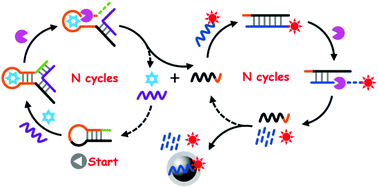 Graphical abstract: Fe3O4@polydopamine and Exo III-assisted homogeneous biorecognition reaction for convenient and ultrasensitive detection of kanamycin antibiotic