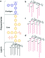 Graphical abstract: Using machine learning and liquid crystal droplets to identify and quantify endotoxins from different bacterial species