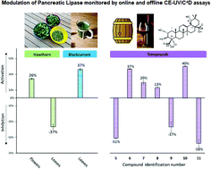 Graphical abstract: Screening for pancreatic lipase natural modulators by capillary electrophoresis hyphenated to spectrophotometric and conductometric dual detection