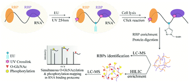 Graphical abstract: A new tandem enrichment strategy for the simultaneous profiling of O-GlcNAcylation and phosphorylation in RNA-binding proteome