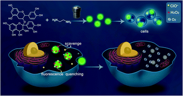 Graphical abstract: Superior reducing carbon dots from proanthocyanidin for free-radical scavenging and for cell imaging