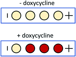 Graphical abstract: Development of a paper-immobilized yeast biosensor for the detection of physiological concentrations of doxycycline in technology-limited settings