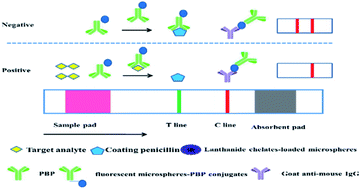 Graphical abstract: Europium chelate-labeled lateral flow assay for rapid and multiple detection of β-lactam antibiotics by the penicillin-binding protein