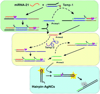 Graphical abstract: Sensitive detection of RNA based on concatenated self-fuelled strand displacement amplification and hairpin-AgNCs