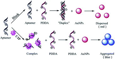Graphical abstract: Colorimetric detection of ciprofloxacin in aqueous solution based on an unmodified aptamer and the aggregation of gold nanoparticles