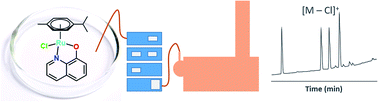 Graphical abstract: Tracing the anticancer compound [RuII(η6-p-cymene)(8-oxyquinolinato)Cl] in a biological environment by mass spectrometric methods