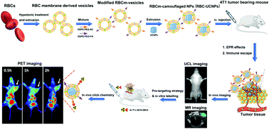 Graphical abstract: Red blood cell membrane-coated upconversion nanoparticles for pretargeted multimodality imaging of triple-negative breast cancer