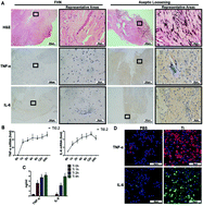 Graphical abstract: ZBTB20-mediated titanium particle-induced peri-implant osteolysis by promoting macrophage inflammatory responses