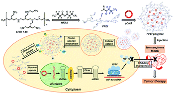 Graphical abstract: A fluorinated low-molecular-weight PEI/HIF-1α shRNA polyplex system for hemangioma therapy