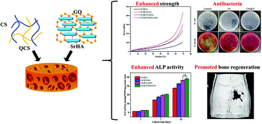 Graphical abstract: Strontium-substituted hydroxyapatite grown on graphene oxide nanosheet-reinforced chitosan scaffold to promote bone regeneration