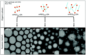 Graphical abstract: Utilization of click chemistry to study the effect of poly(ethylene)glycol molecular weight on the self-assembly of PEGylated gambogic acid nanoparticles for the treatment of rheumatoid arthritis