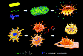 Graphical abstract: Integration of antimicrobial peptides and gold nanorods for bimodal antibacterial applications