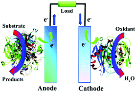 Graphical abstract: Enzymatic biofuel cells based on protein engineering: recent advances and future prospects