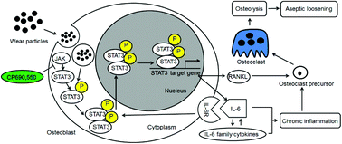 Graphical abstract: STAT3/IL-6 dependent induction of inflammatory response in osteoblast and osteoclast formation in nanoscale wear particle-induced aseptic prosthesis loosening