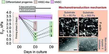 Graphical abstract: Substrate stiffness induced mechanotransduction regulates temporal evolution of human fetal neural progenitor cell phenotype, differentiation, and biomechanics