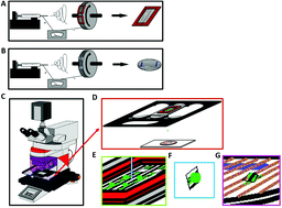 Graphical abstract: A laser microdissection-based axotomy model incorporating the use of biomimicking fiber scaffolds reveals that microRNAs promote axon regeneration over long injury distances