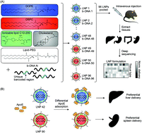 Graphical abstract: Helper lipid structure influences protein adsorption and delivery of lipid nanoparticles to spleen and liver