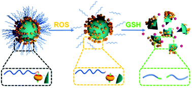 Graphical abstract: Supramolecular nanomedicine for selective cancer therapy via sequential responsiveness to reactive oxygen species and glutathione