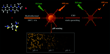 Graphical abstract: A facile synthesis of long-wavelength emission nitrogen-doped carbon dots for intracellular pH variation and hypochlorite sensing