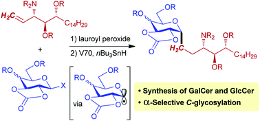 Graphical abstract: Synthesis of CH2-linked α-galactosylceramide and its glucose analogues through glycosyl radical-mediated direct C-glycosylation