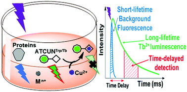 Graphical abstract: A terbium(iii) luminescent ATCUN-based peptide sensor for selective and reversible detection of copper(ii) in biological media