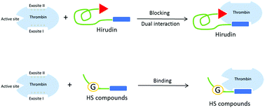 Graphical abstract: Design and synthesis of glyco-peptides as anti-cancer agents targeting thrombin-protease activated receptor-1 interaction