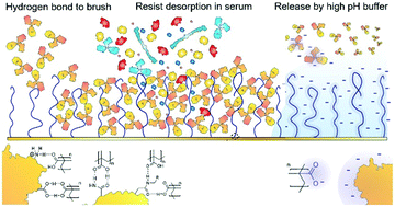 Graphical abstract: Generic high-capacity protein capture and release by pH control