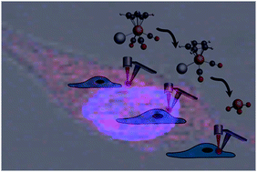 Graphical abstract: Operando characterization of chemical reactions in single living cells using SERS