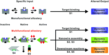 Graphical abstract: A biosensor based on multifunctional allostery for dynamic analysis of circulating tumor DNA