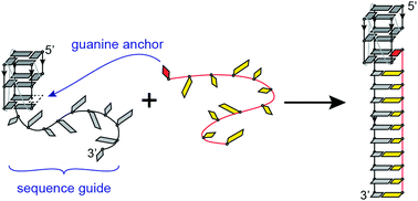 Graphical abstract: Guanine anchoring: a strategy for specific targeting of a G-quadruplex using short PNA, LNA and DNA molecules