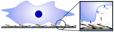 Graphical abstract: Cellulose nanocrystals of variable sulfation degrees can sequester specific platelet lysate-derived biomolecules to modulate stem cell response