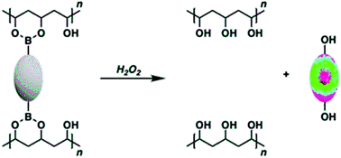 Graphical abstract: Boronate ester cross-linked PVA hydrogels for the capture and H2O2-mediated release of active fluorophores