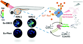 Graphical abstract: Luminescent molecules towards precise cellular event regulation