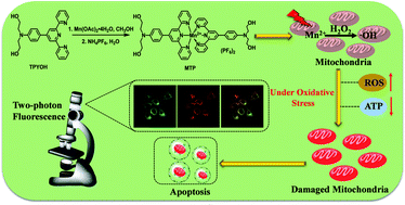 Graphical abstract: A mitochondrion-targeting Mn(ii)-terpyridine complex for two-photon photodynamic therapy