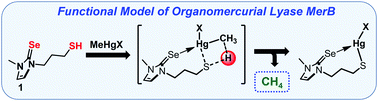 Graphical abstract: Hg–C bond protonolysis by a functional model of bacterial enzyme organomercurial lyase MerB