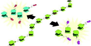Graphical abstract: A dual redox-responsive supramolecular polymer driven by molecular recognition between bisporphyrin and trinitrofluorenone
