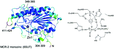 Graphical abstract: Resistance to the “last resort” antibiotic colistin: a single-zinc mechanism for phosphointermediate formation in MCR enzymes