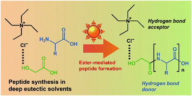 Graphical abstract: Ester-mediated peptide formation promoted by deep eutectic solvents: a facile pathway to proto-peptides