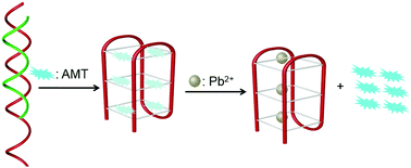 Graphical abstract: An improved structure-switch aptamer-based fluorescent Pb2+ biosensor utilizing the binding induced quenching of AMT to G-quadruplex